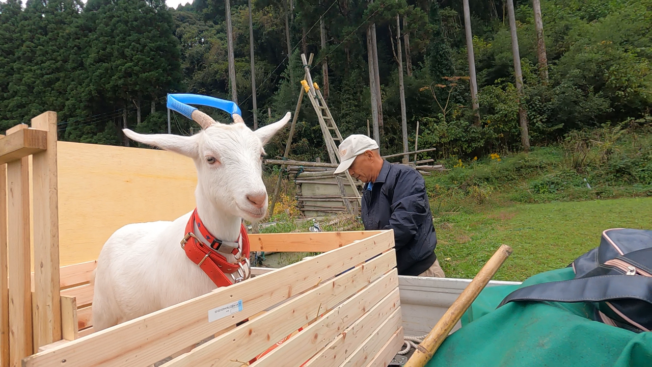 草刈り最強助っ人 大安吉日引っ越し ヤギの ユキちゃん 84歳千葉の仙人と田舎暮らしが始まります いすみふれあい市場
